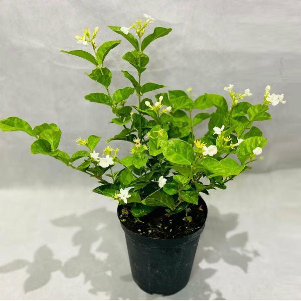Jasminum sambac, Mogra, Arabian Jasmine - Plant
