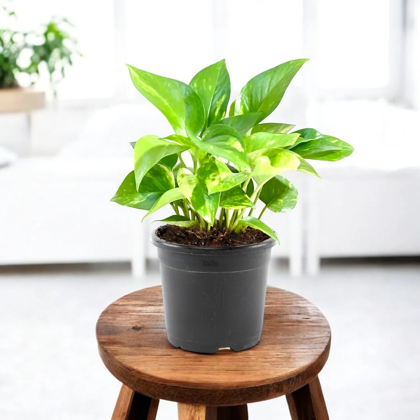Money Plant with pot