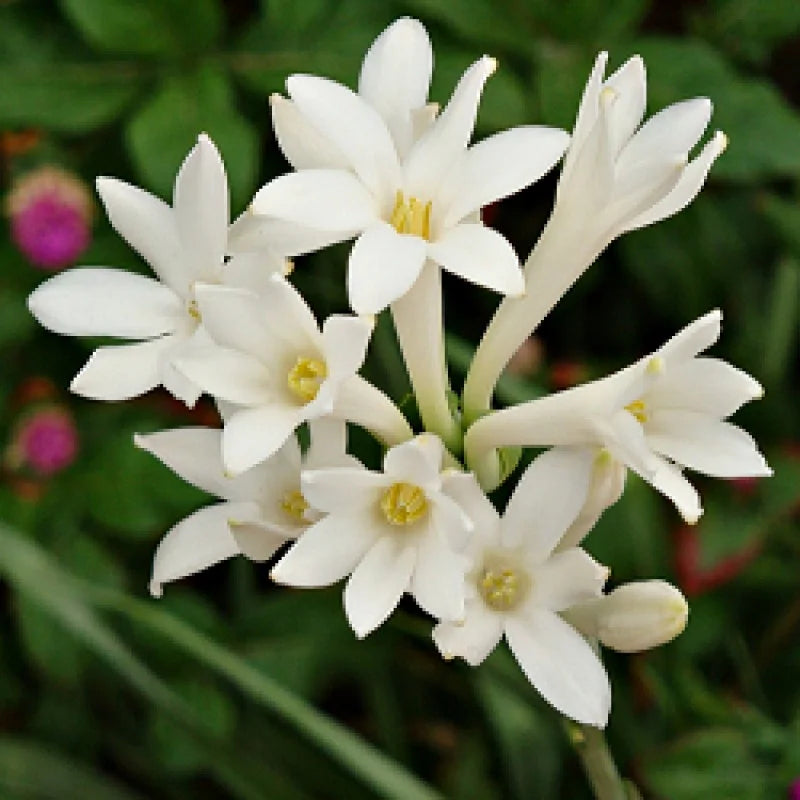 Rajnigandha plant